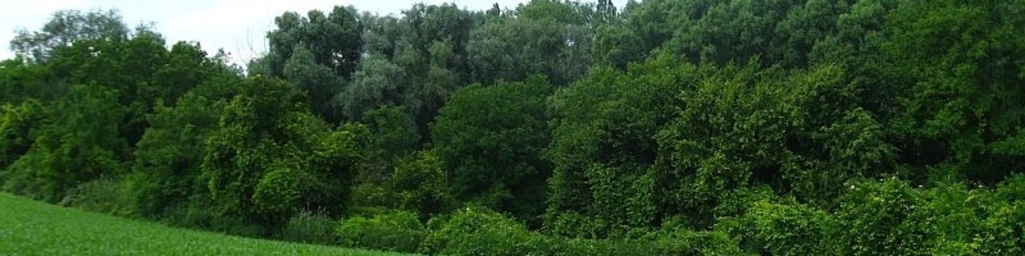 Waldstück westlich der B 9