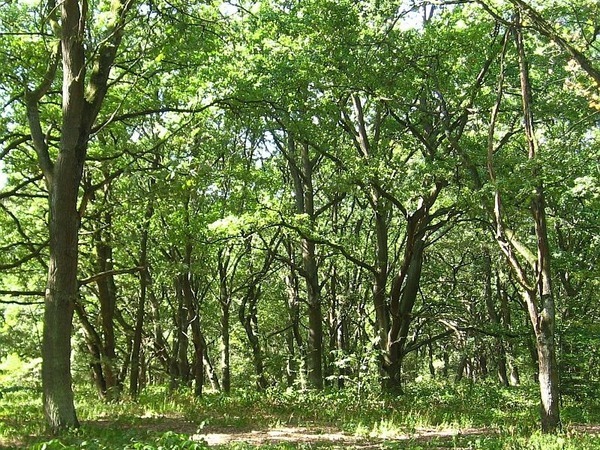 Waldstück Richtung Dudenhofen
